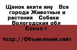 Щенок акита ину - Все города Животные и растения » Собаки   . Вологодская обл.,Сокол г.